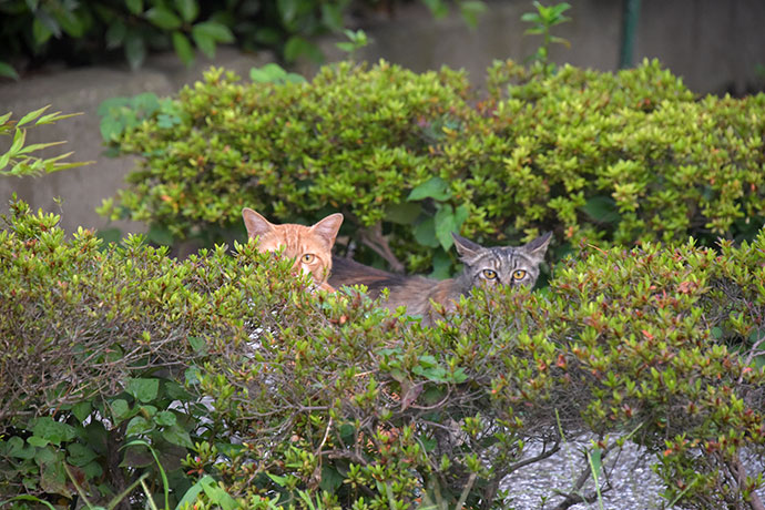 街のねこたち