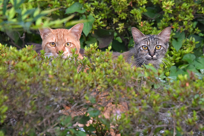 街のねこたち