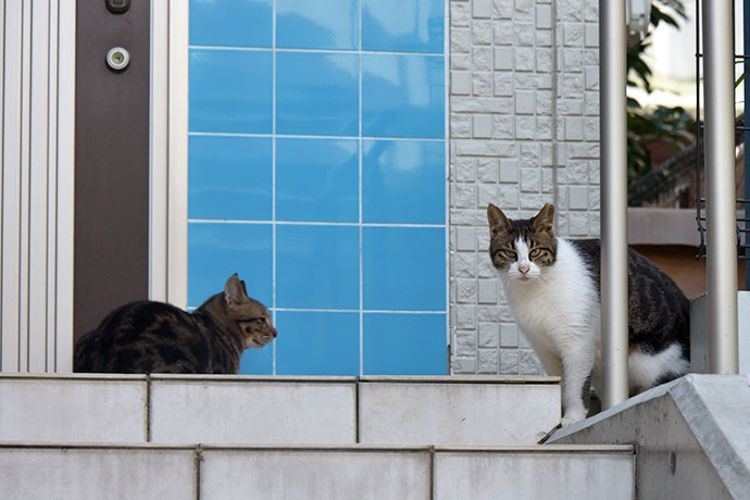 街のねこたち