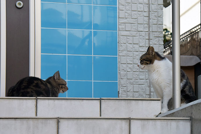街のねこたち