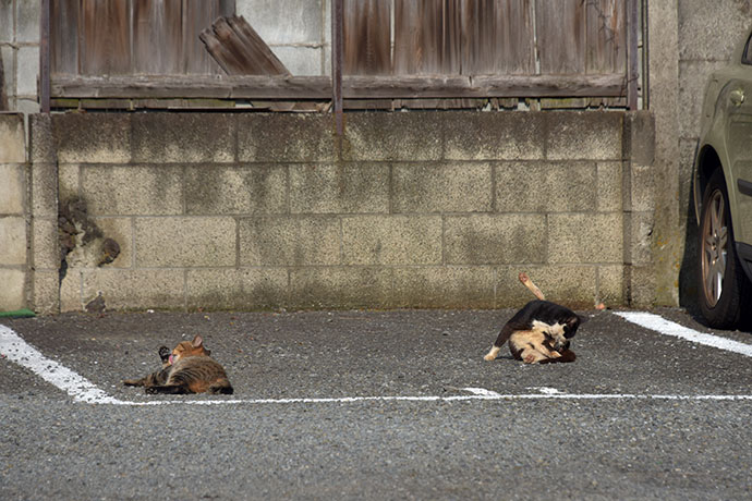 街のねこたち