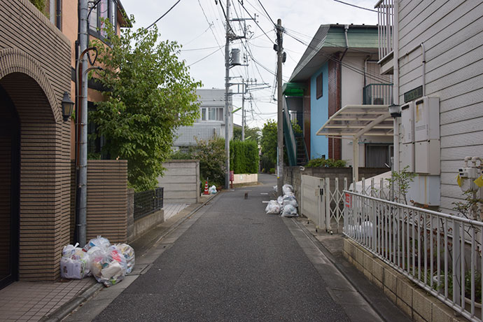 街のねこたち