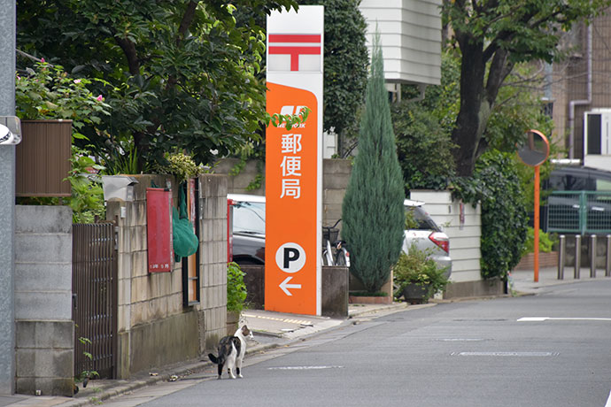街のねこたち