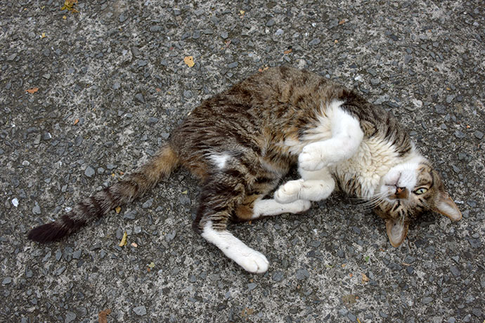 街のねこたち