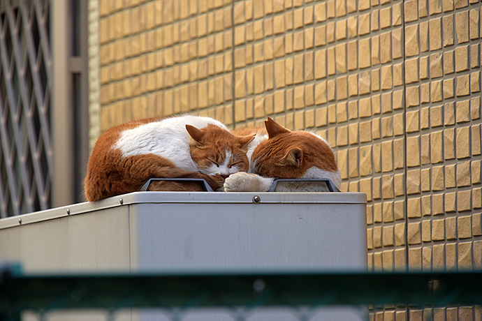 街のねこたち