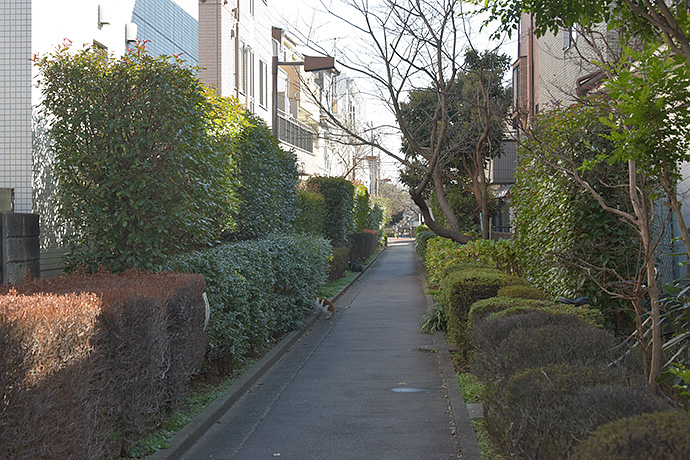 街のねこたち