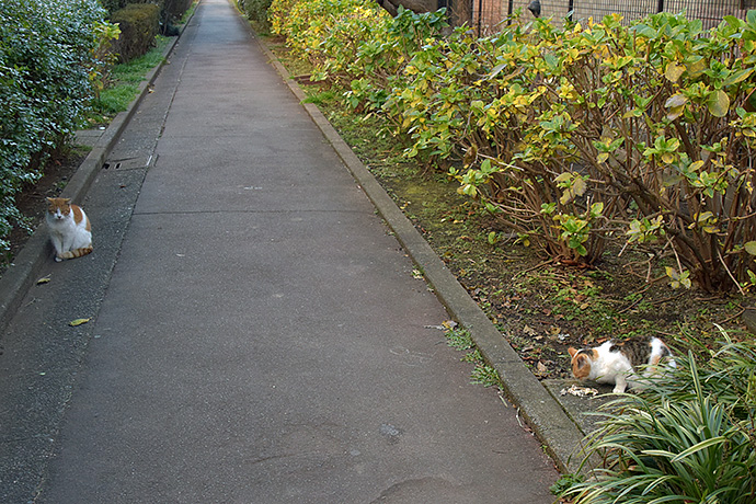 街のねこたち