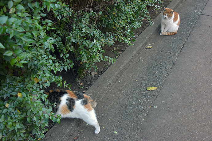 街のねこたち