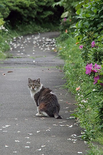 街のねこたち