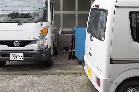 街のねこたち