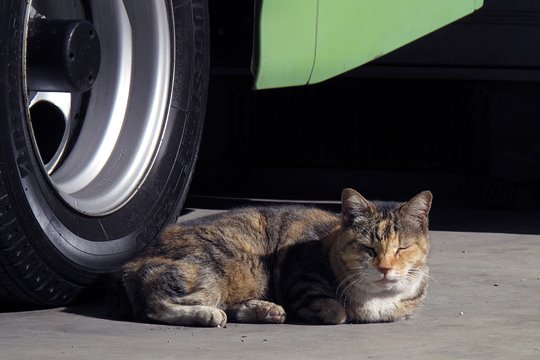 街のねこたち