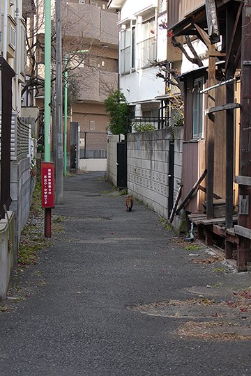 街のねこたち
