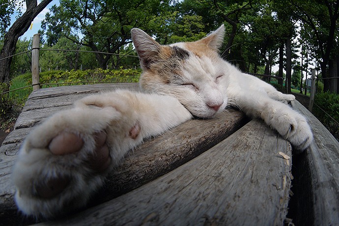 街のねこたち