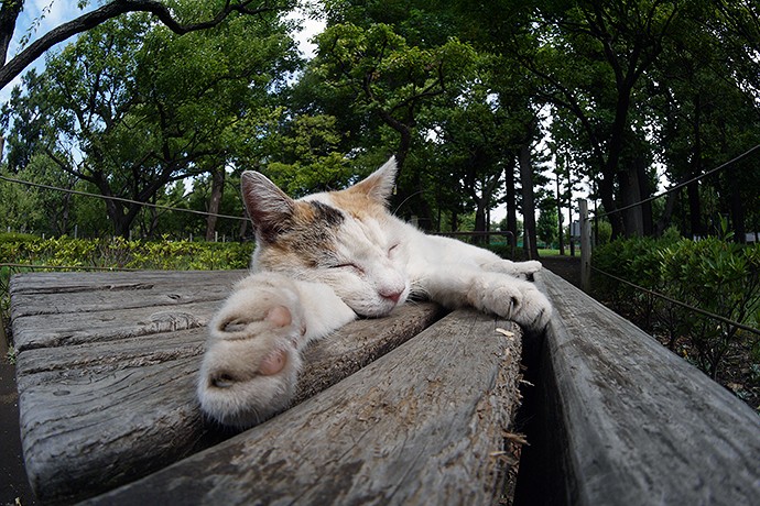 街のねこたち