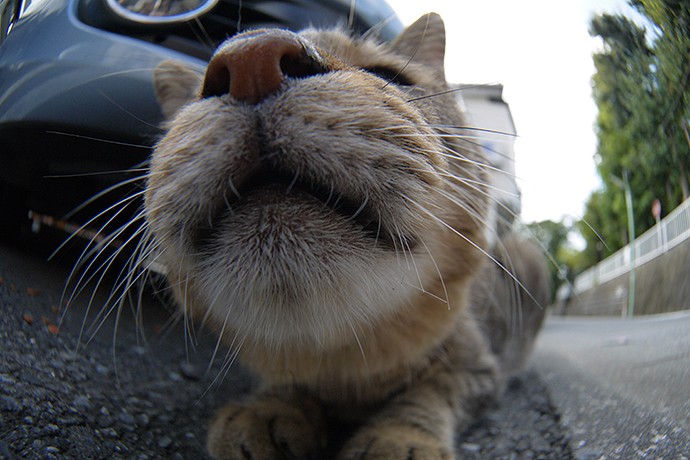 街のねこたち