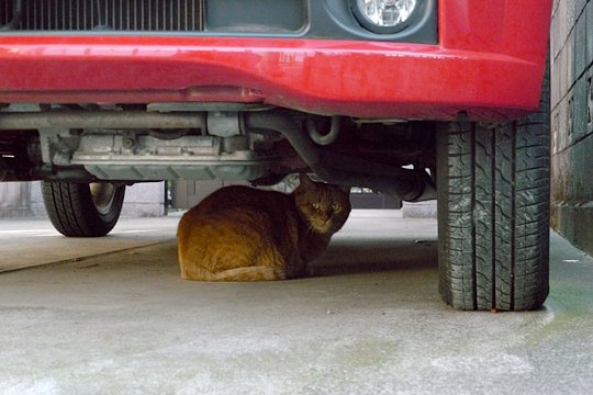 街のねこたち