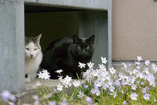 街のねこたち