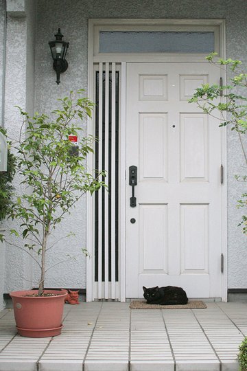 世田谷のねこ