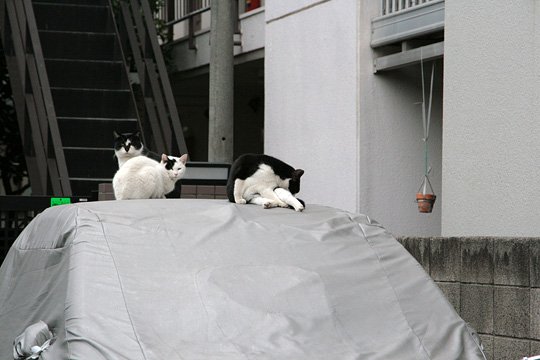 街のねこたち