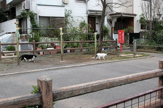 街のねこたち