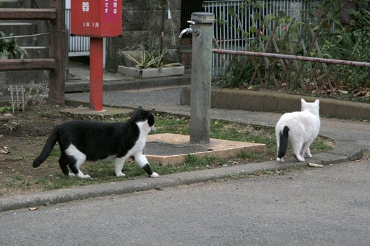 街のねこたち