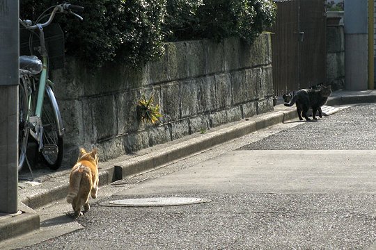 街のねこたち