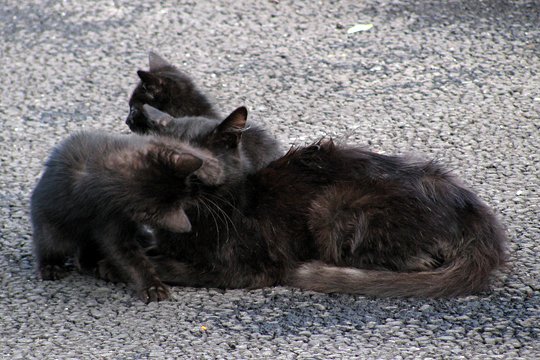 街のねこたち