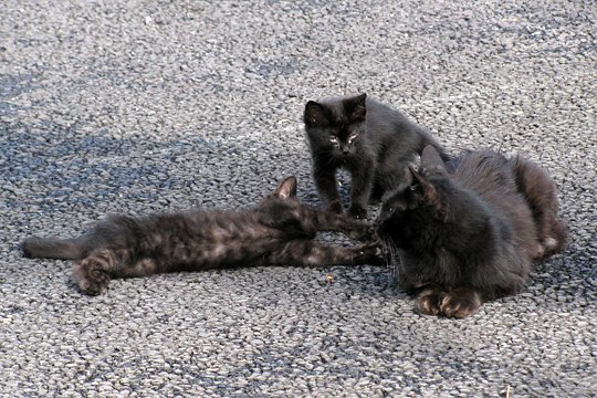 街のねこたち