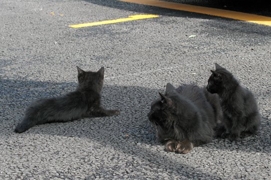 街のねこたち