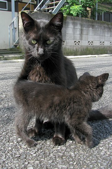 街のねこたち