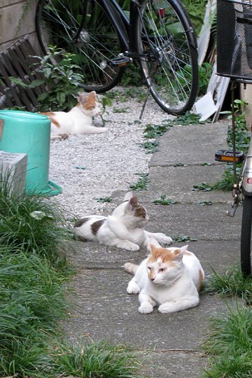 街のねこたち