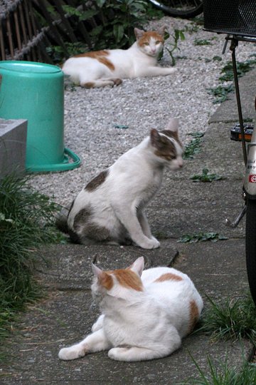 街のねこたち