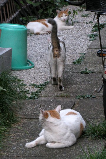 街のねこたち