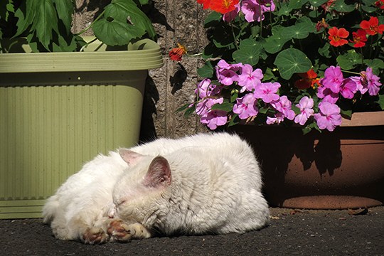 街のねこたち