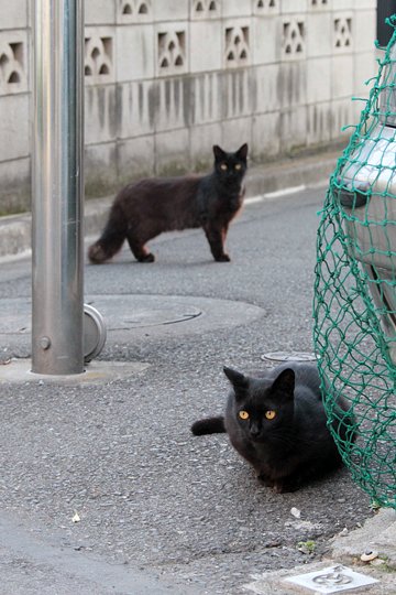 街のねこたち