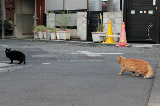 街のねこたち