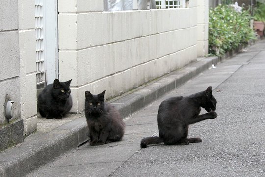 街のねこたち
