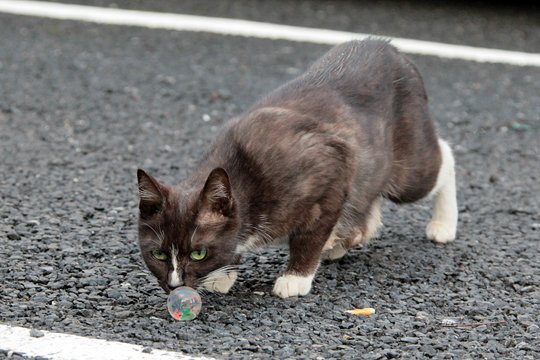 街のねこたち