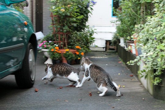 街のねこたち
