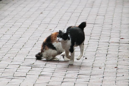 街のねこたち