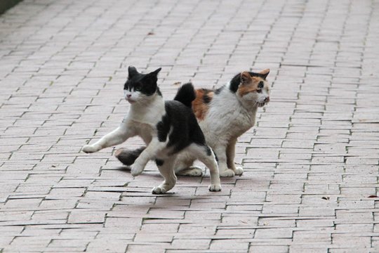 街のねこたち