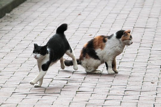 街のねこたち