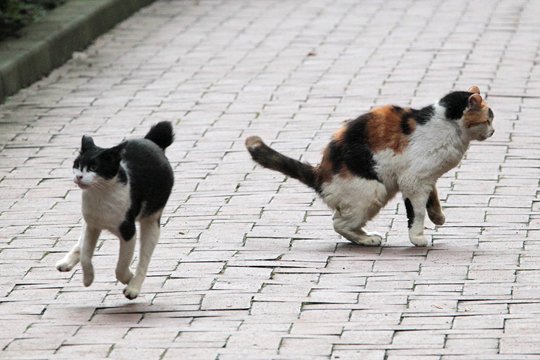 街のねこたち