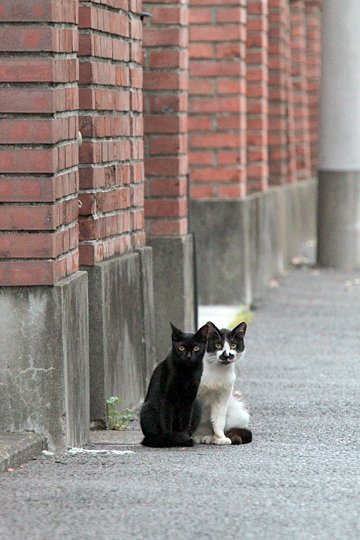 街のねこたち