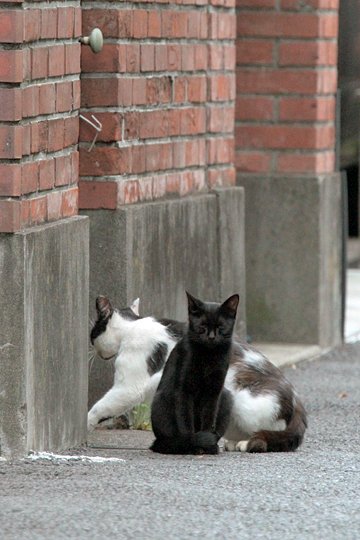 街のねこたち