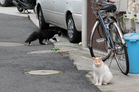街のねこたち