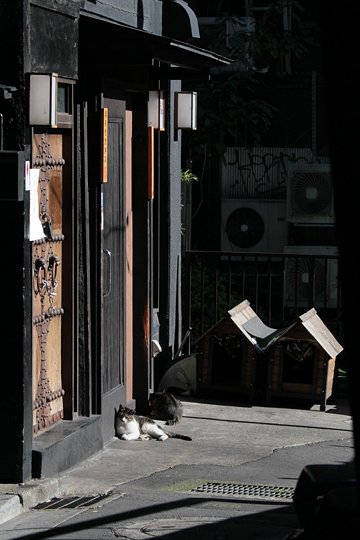 街のねこたち