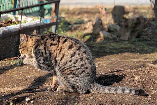 街のねこたち