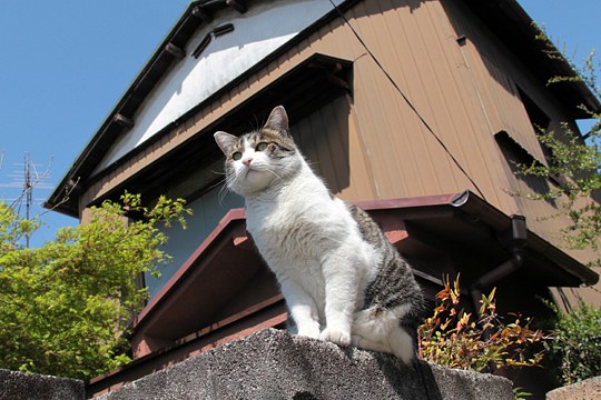 街のねこたち
