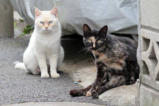 街のねこたち